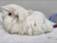Safkan tek renk peruvian guinea pig bebek
