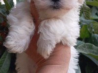 Maltese terrier köpeğimiz