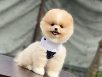 Yeni evlerine gitmeye hazır pomeranian yavruları
