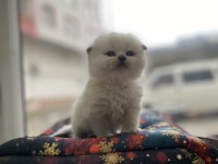 Üst kalite scottish fold bebeklerimiz
