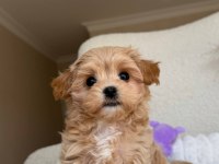 Kore Maltipoo Köpeklerimiz