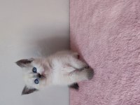 British Shorthair Yavruları