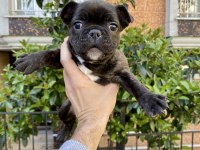 Birbirinden Sevimli ve Oyuncu French Bulldog Yavrularımız