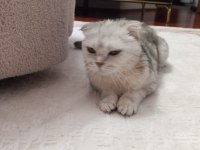 Çok uyguna scottish fold ilk gelen alır