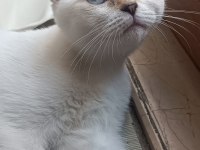 Scottish fold erkek ve dişi