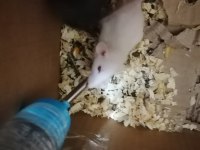 Rat yavruları