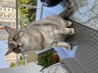 British shorthair dişi 1 yaşında