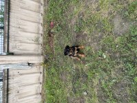 Yavru rottweiler