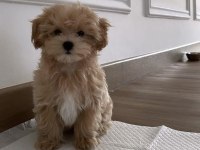 MALTİPOO YAVRULARIMIZ ACIK VE ESMER RENK ÇEŞİTLER