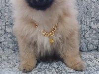 Pomeranian ayı surat