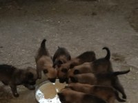 Malinois Köpekler