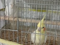 Erkek Lutino Sarı Dişi Albino Beyaz Garanti Takım Kuşumuz