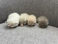 British Shorthair Yavrularım Yuvalarını Bekliyor