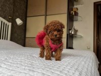 Orijinal Toy Poodle Yavrular Gebze