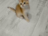 Minicik british shorthair bebişlerim