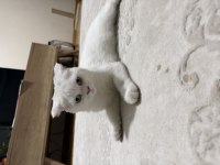 3.5 aylık scottish fold dişi yavru