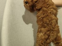 Üst kalite maltipoo yavrum uygun verilecek