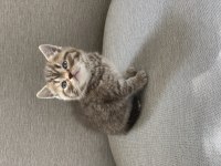 Golden tabby scottish straight