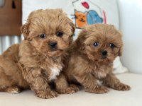 Ankarada Wc Eğitimli Kore Maltipoo Lar Ziyarete Açık