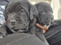 Cane Corso Yavruları