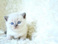 Blue Point British Shorthair Yavru