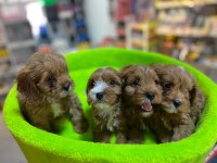 TÜY DÖKMEYEN HİPOALERJENİK SAF KAN MALTİPOO YAVRULAR