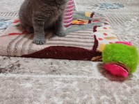 Yeni Yuvasına Hazır Scottish Fold Yavrumuz