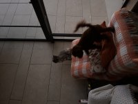 En koyu rengi red brown Poodle