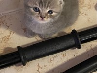 Masrafına scottish fold