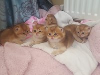 British shorthair erkek