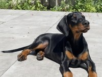 Sağlık Belgeli İsteğe Özel Çip Karne İle Doberman