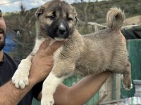 Karaboğa kangal yavruları bir