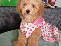 Apricot Toy Poodle