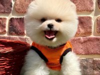 Pomeranian yavrular