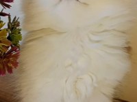 Ballı lokma british silver longhair bebekler