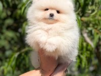 Sağlık Ve Irk Garantili Pomeranian Boo