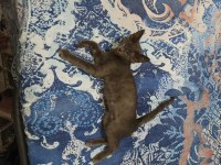 MAVİ RUS KEDİSİ