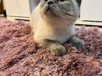 Uysal 2 british shorthair