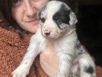 Border Collie Yavrularımız eğitim merkezimizden