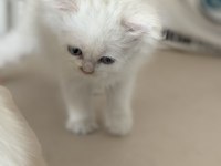 Kar beyaz mavi gözlü british shorthair ve longhair