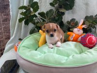 Chihuahua yavrularımız