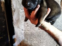 Şecereli Belçika Malinois
