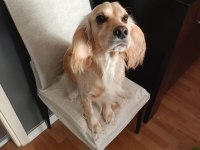 Eğitimli oyuncu bir köpektir