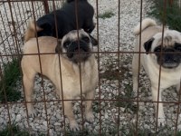 Pug Yetişkin 3 Adet Dişi Köpeğim