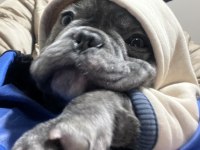 French bulldog gri blue eye