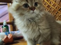 British Longhair Yavrularımız Yuvalarını Arıyor