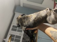 Tiger fransız bulldog yavrularımız