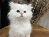 BRİTİSH LONGHAİR TÜY YUMAKLARI YENİ AİLESİNİ ARIYOR