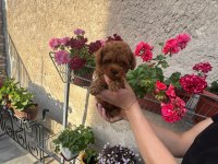 Aşılı Pasaportlu Toy Poodle Yavrularımız