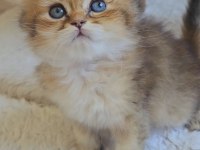 Yumuşacık British Longhair Bebeklerim